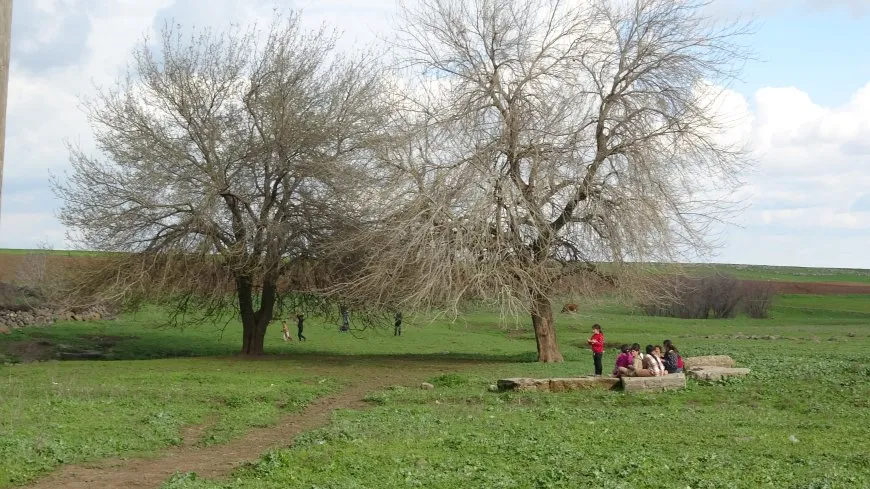 Bihara herêma Aliyan