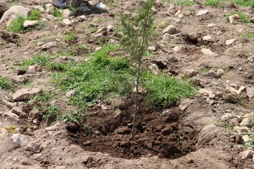 Şaredariya Kobanê bi boneya 4'ê Nîsanê  dar çandin
