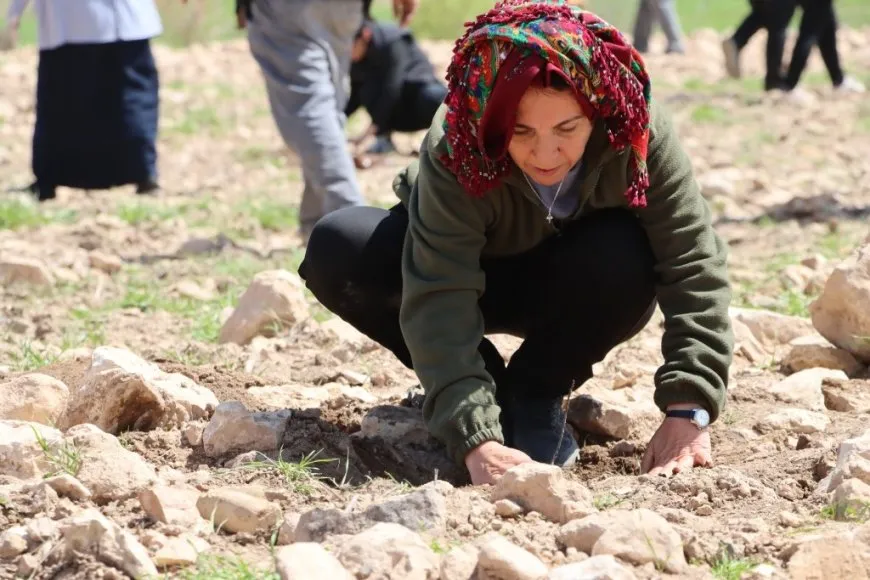 Şaredariya Kobanê bi boneya 4'ê Nîsanê  dar çandin