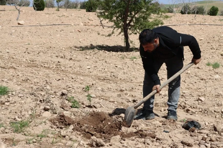Şaredariya Kobanê bi boneya 4'ê Nîsanê  dar çandin