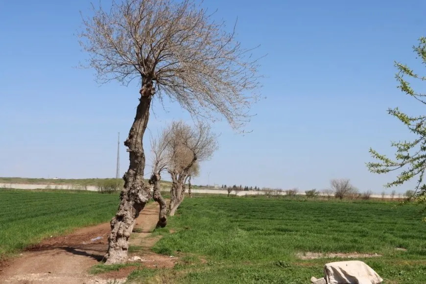 Li Kobanê dema biharê