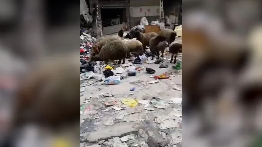 Li kolanên Helebê girikên çopê