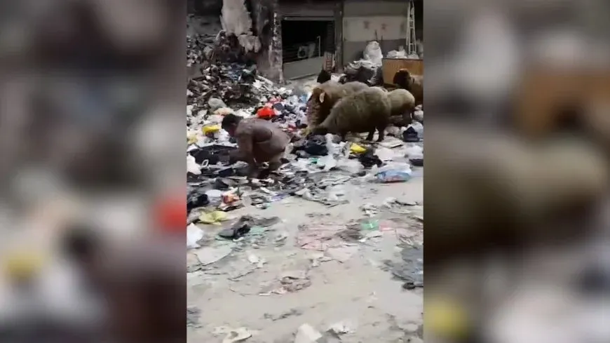 Li kolanên Helebê girikên çopê