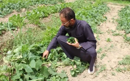 FAO bi 5 milyon dolarî li bakurê rojhilatê Sûriyeyê dest bi piştgiriya xurekê dike