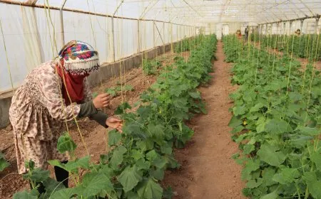 Kooperatîfên çandiniyê hem çandiniyê bi pêş dixin hem ji bo jinan defetên kar çêdikin