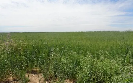 Cotkaran li hemberî buhayên genim bertek nîşan da