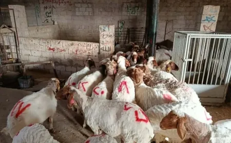 Navenda Lêkolînên Çandiniyê ya Hemayê bi hilweşînê re rû bi rû ye