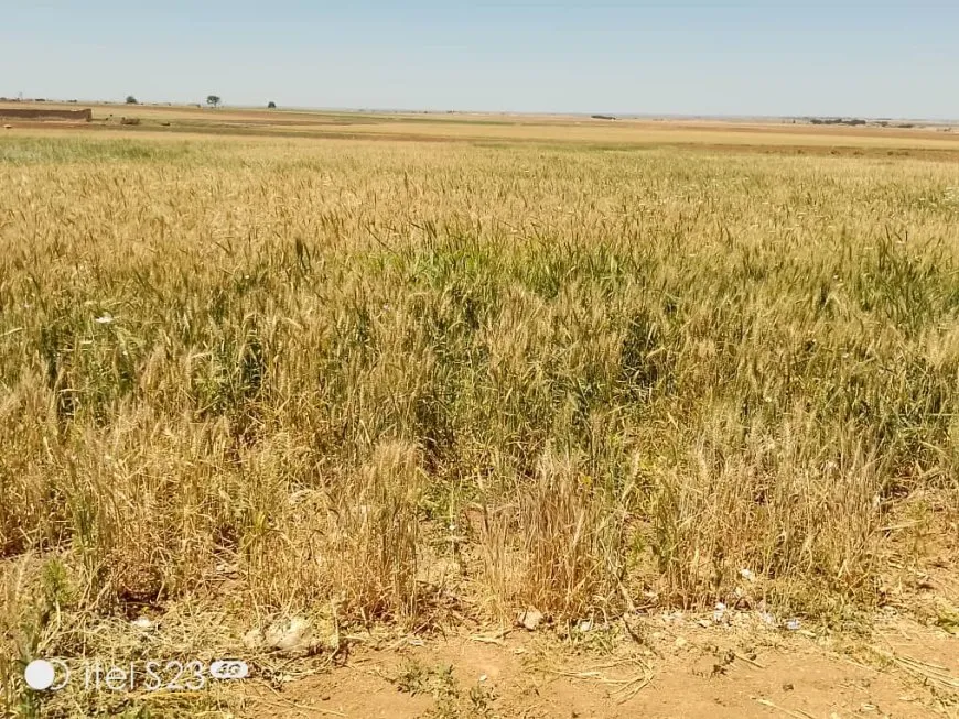 Kooperatîfên çandiniyê hem çandiniyê bi pêş dixin hem ji bo jinan defetên kar çêdikin