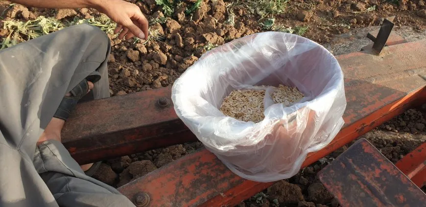 Piştî salên hişkesaliyê li devera Aliyan sebzeyên bejî têne çandin