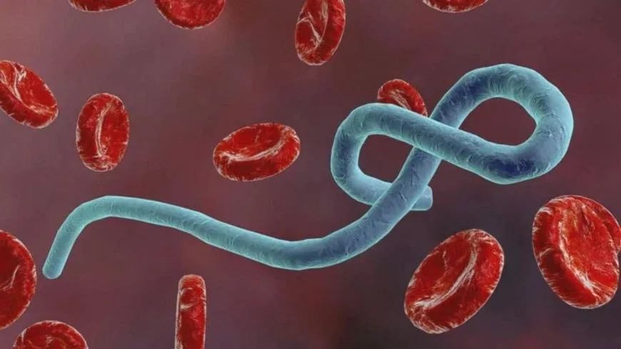WHO ji ber leza belavbûna Ebolayê bi fikar e