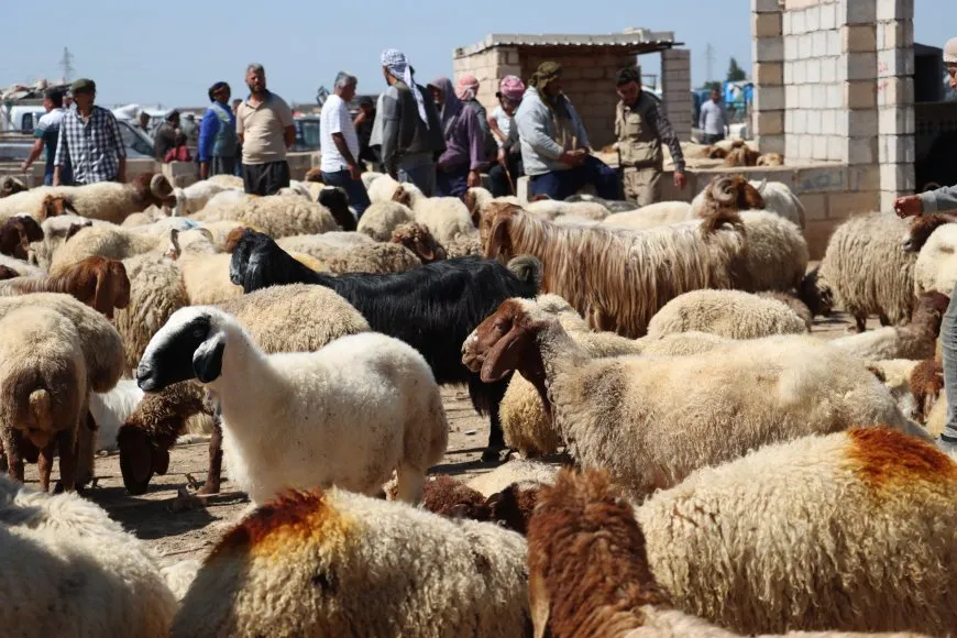 Li Qamişloyê pez gelekî biha bûye 
