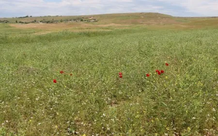 Cotkaran dest bi çinîna gijnîjê kir