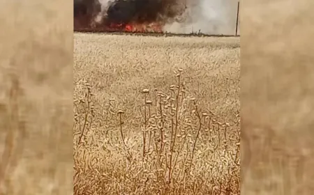 Li Hesekê 50 donim genim şewitî