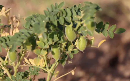 Cotkarên Rojava bi geşbînî dest bi çinîna nokan kir