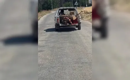 Li Efrînê birîna daran dewam dike