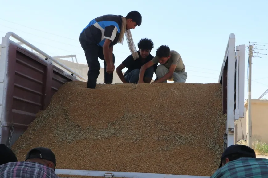 Depoyên Kobanê dest bi wergirtina genim kir, cotkar rûbirûyî zehmetiyan in