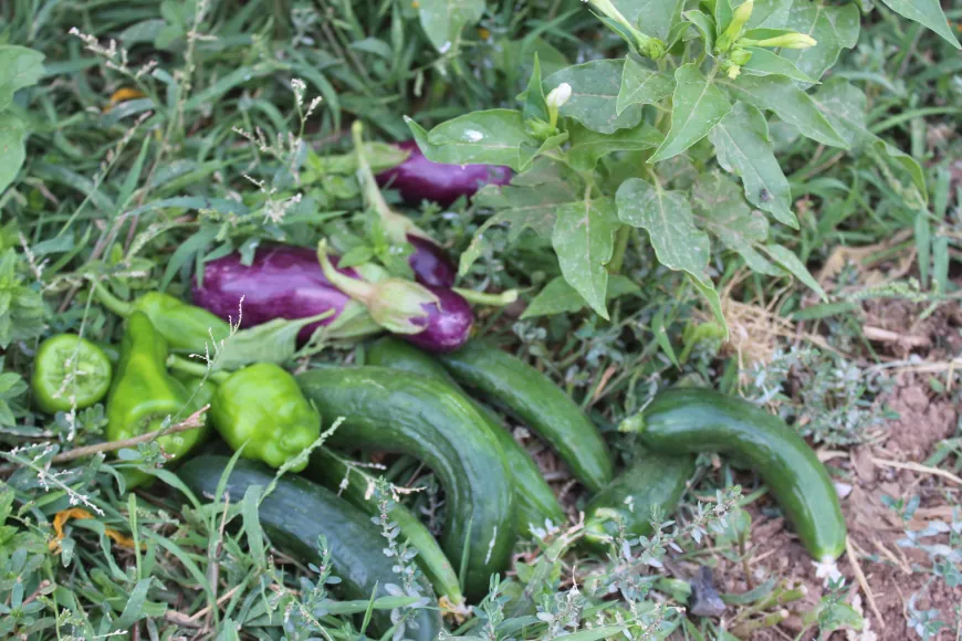 Li hewşa xwe gelek cureyên sebzeyan çandin