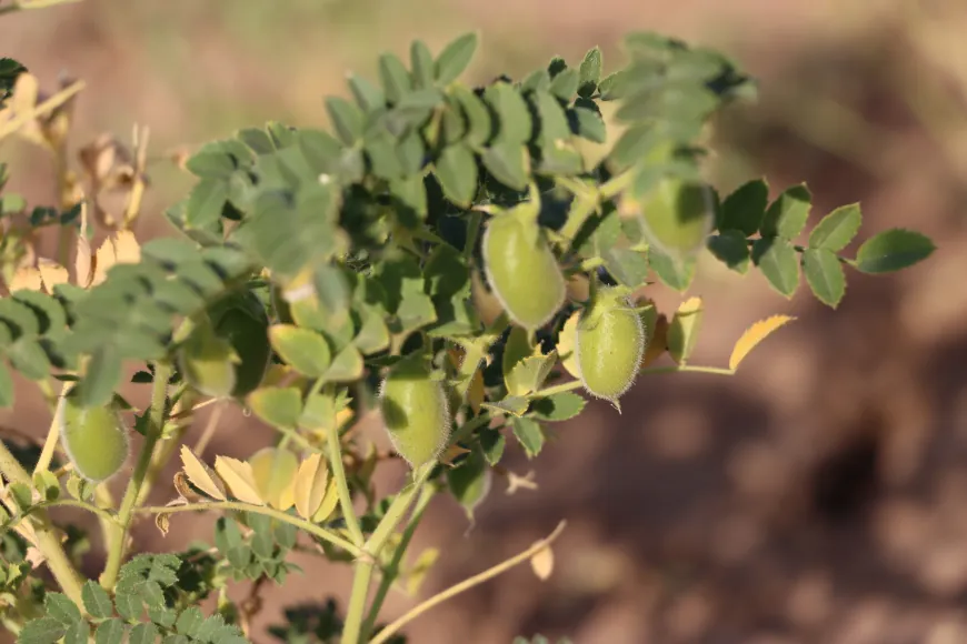 Cotkarên Rojava bi geşbînî dest bi çinîna nokan kir