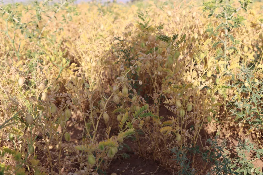 Cotkarên Rojava bi geşbînî dest bi çinîna nokan kir