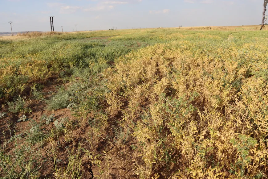Cotkarên Rojava bi geşbînî dest bi çinîna nokan kir