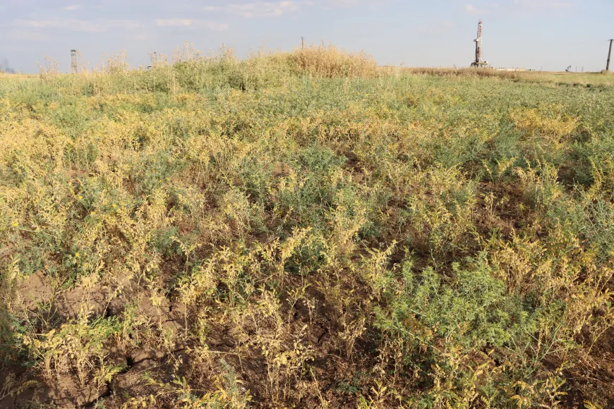 Cotkarên Rojava bi geşbînî dest bi çinîna nokan kir