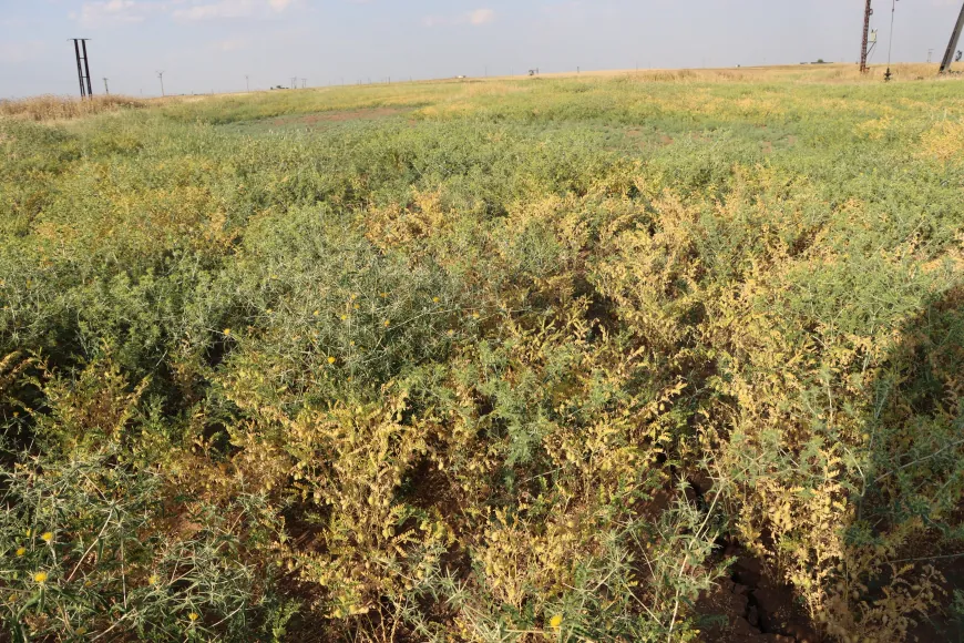 Cotkarên Rojava bi geşbînî dest bi çinîna nokan kir