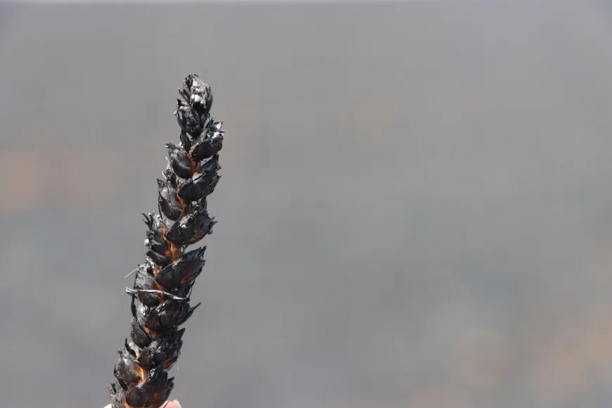 Li Qamişlo, Hesekê, Dirbêsiyê û Zirganê şewat