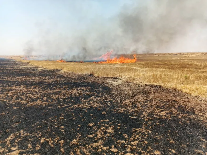 Li Qamişlo, Çilaxa û Tirbespiyê bi sedan donim zevî şewitî
