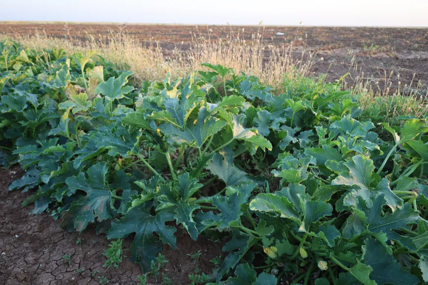Sebzeyên havînê li Aliyan; çavkaniyeke sereke ya debarê