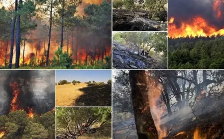 Di şewata daristanên Zagrosê de jîngehparêzekî jiyana xwe ji dest da