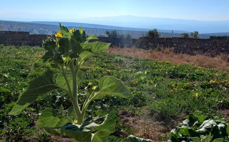 Li gundên Efrînê baxçe dîsa geş bûn