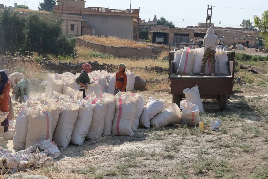 Şêniyan dest bi depokirina kayê kiriye