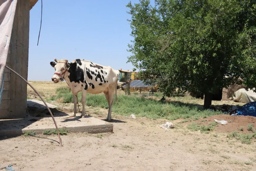 Ji berhemên sewalan xwarinên cuda çêdike û çanda dapîra xwe diparêze