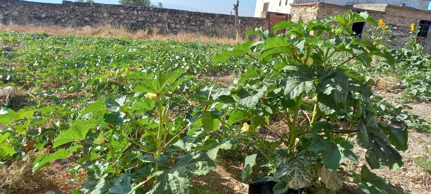Li gundên Efrînê baxçe dîsa geş bûn