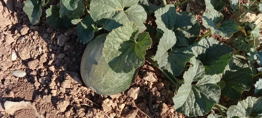Li gundên Efrînê baxçe dîsa geş bûn