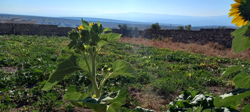 Li gundên Efrînê baxçe dîsa geş bûn