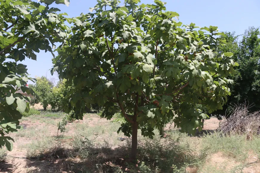 Kewser çanda çandiniyê bi keda xwe diparêze