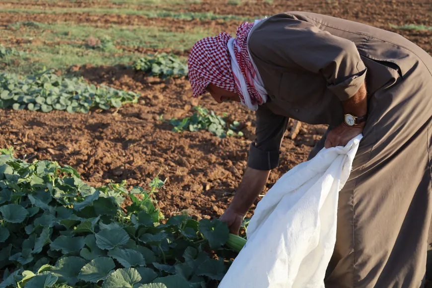 Xelkê Aliyan dest bi çinîna berhemên zeviyên xwe yên neavî kirin