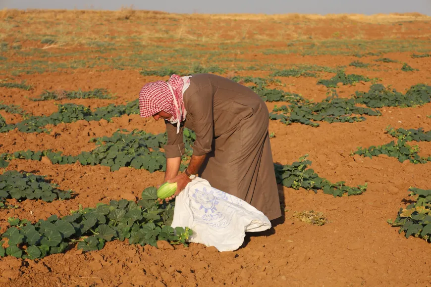 Xelkê Aliyan dest bi çinîna berhemên zeviyên xwe yên neavî kirin