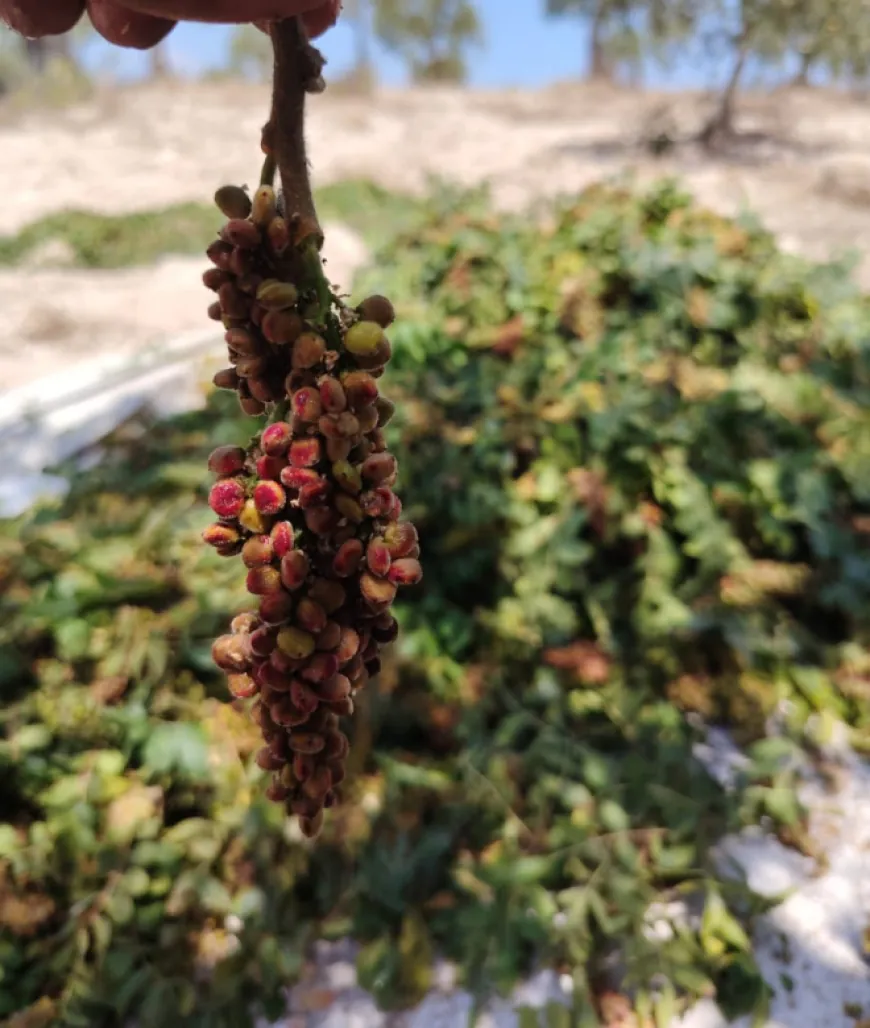 Dema çiya sor dibe berhevkirina simaqê li Efrînê dest pê dike