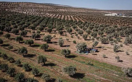 Li Efrînê xeracê ji xwediyên erdan distînin