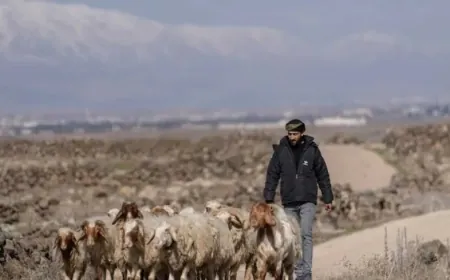 Hêzên Îsraîlê li gundewarê Quneytîrayê gule berdan û 2 şivan binçav kirin