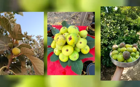 Li Efrînê demsala berhevkirina hejîran dest pê kir