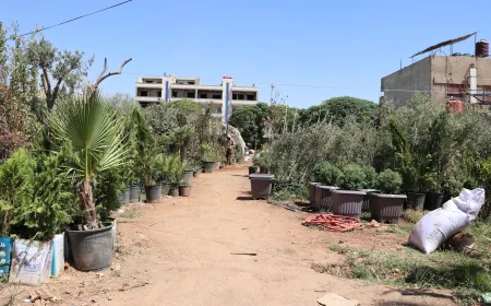 Zêdebûna daxwaza şitilan û zehmetiyên dabînkirinê