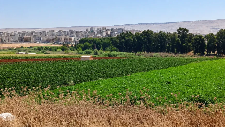  Di wêneyan de deşt û girên zeytûnê yên Efrînê