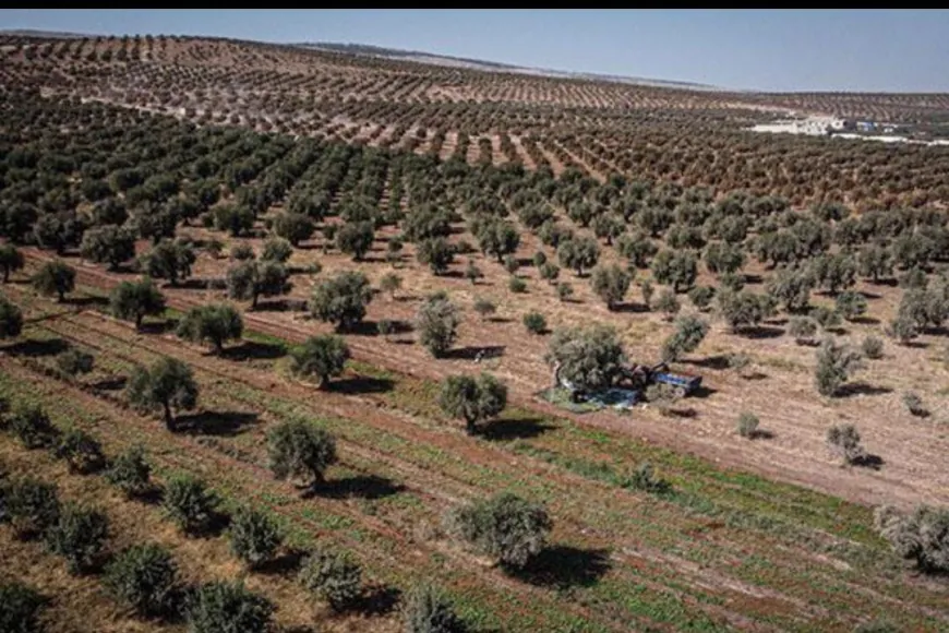 Li Efrînê xeracê ji xwediyên erdan distînin