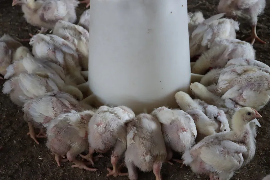 Çima goştê mirîşkan li bazarê biha dibe?