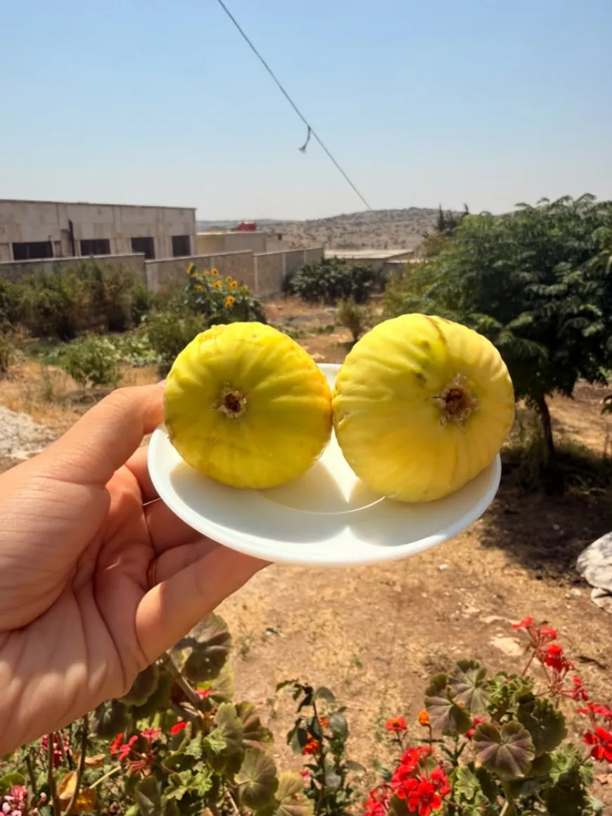 Li Efrînê demsala berhevkirina hejîran dest pê kir