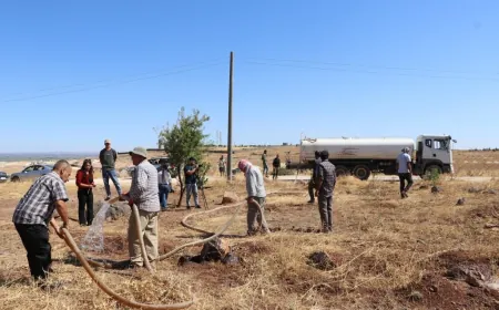 Girê Miştenûr ê Kobanê vediguherînin daristanê