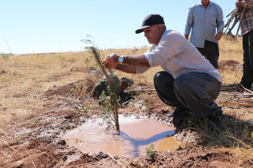 Girê Miştenûr ê Kobanê vediguherînin daristanê
